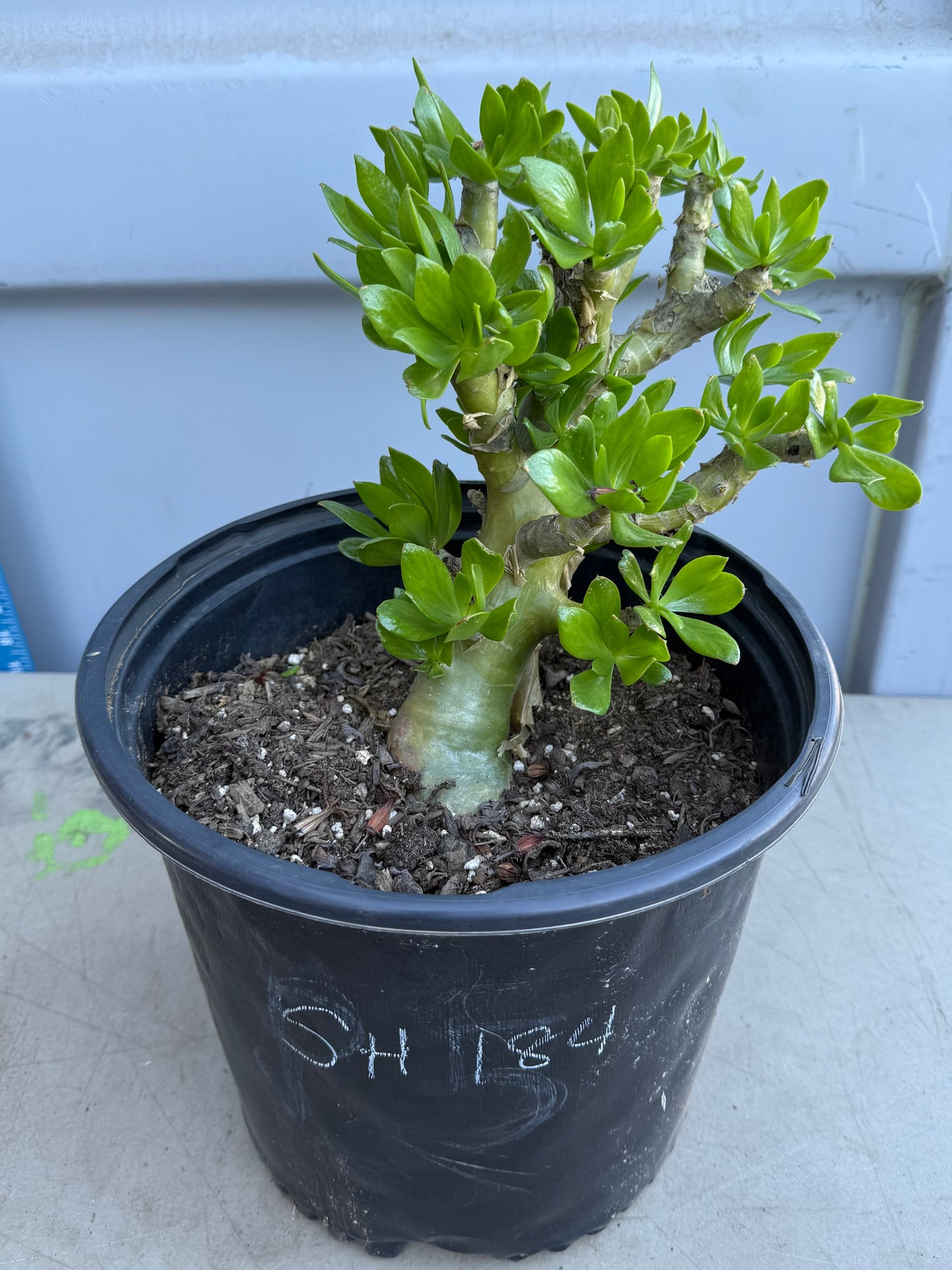 5gal Butter Tree SH184 | Tylecodon paniculatus