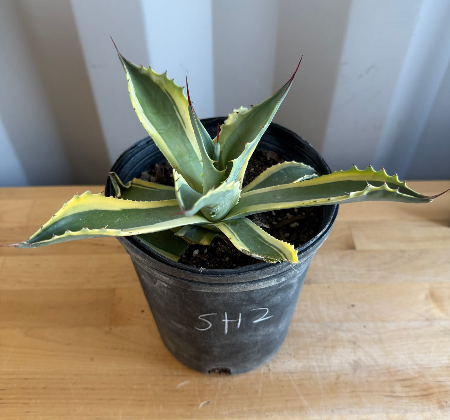Orca Variegated Whale's Tongue Agave SH2 | Agave ovatifolia 'Orca' variegata