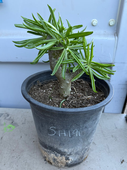 5gal Tylecodon dinteri SH191