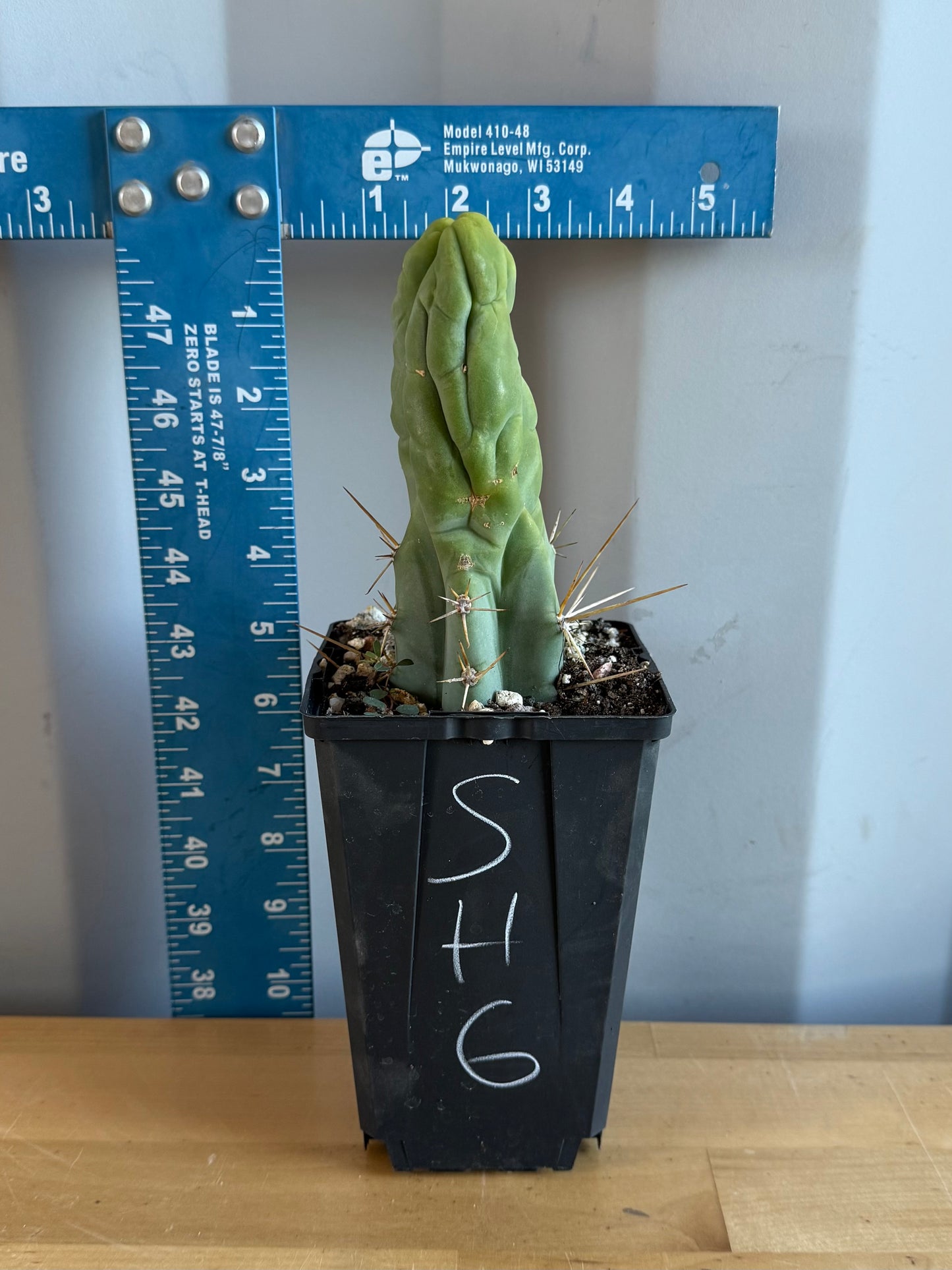 Bruce’s Dragon Cactus SH6