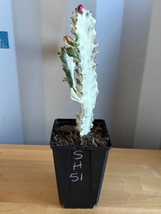 4-inch ‘Dragon Bones’ | Euphorbia lactea variegata ‘White Ghost’ SH51