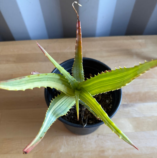 Aloe arborescens 'variegata' S11 | Variegated Aloe arborescens