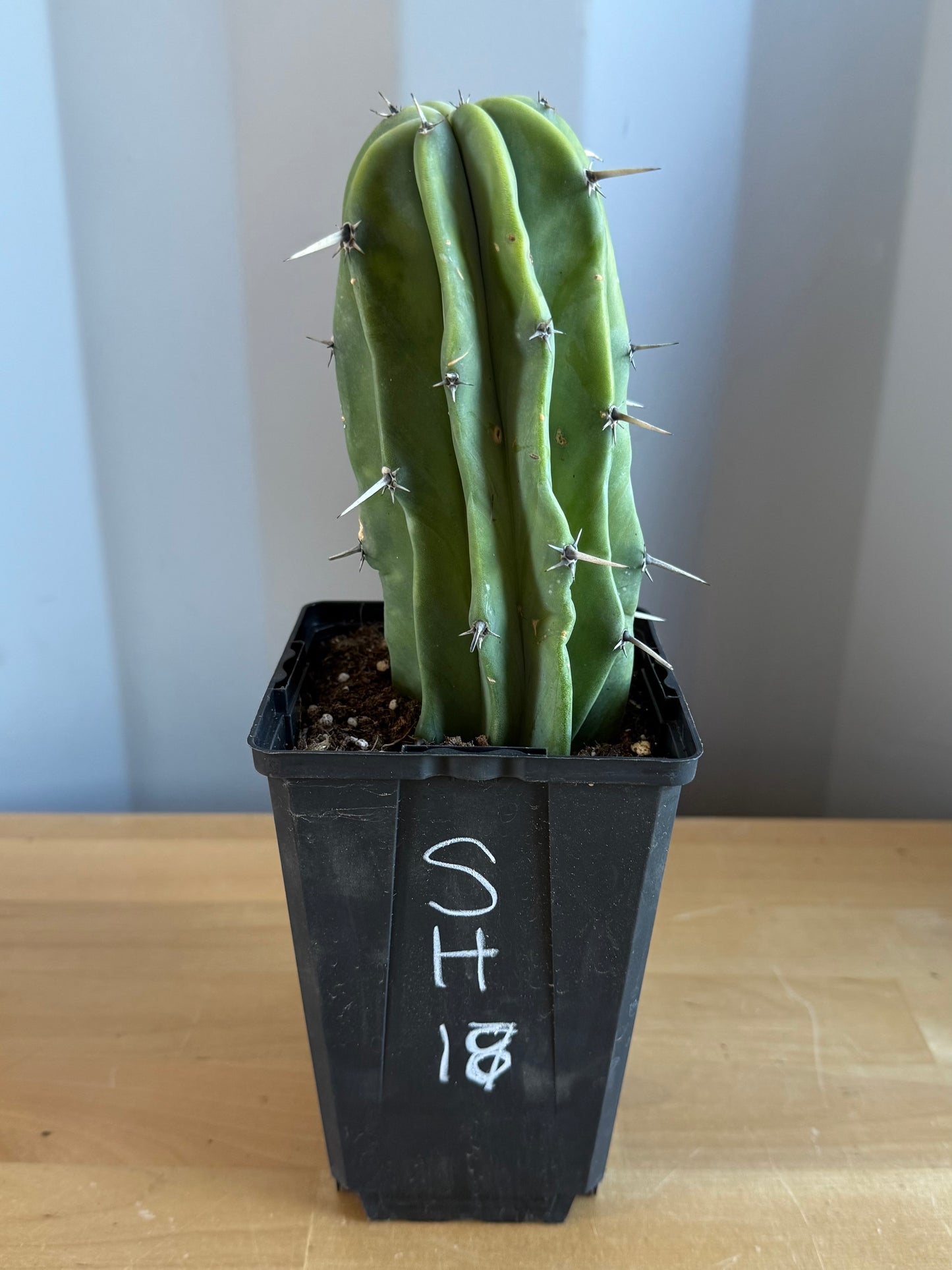 Myrtillocactus geometrizans SH18