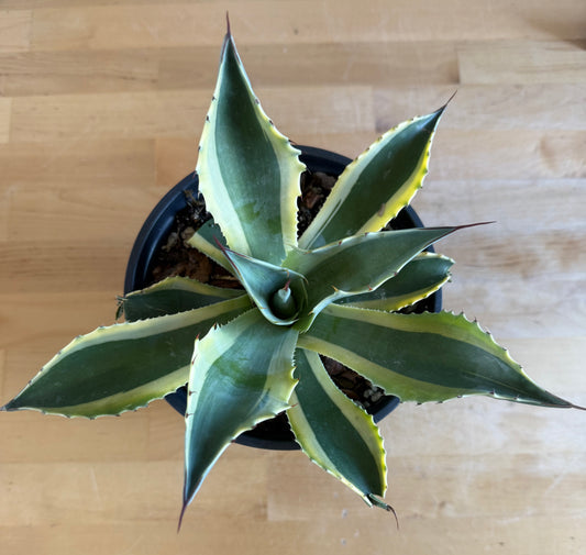 Orca Variegated Whale's Tongue Agave SH3 | Agave ovatifolia 'Orca' variegata