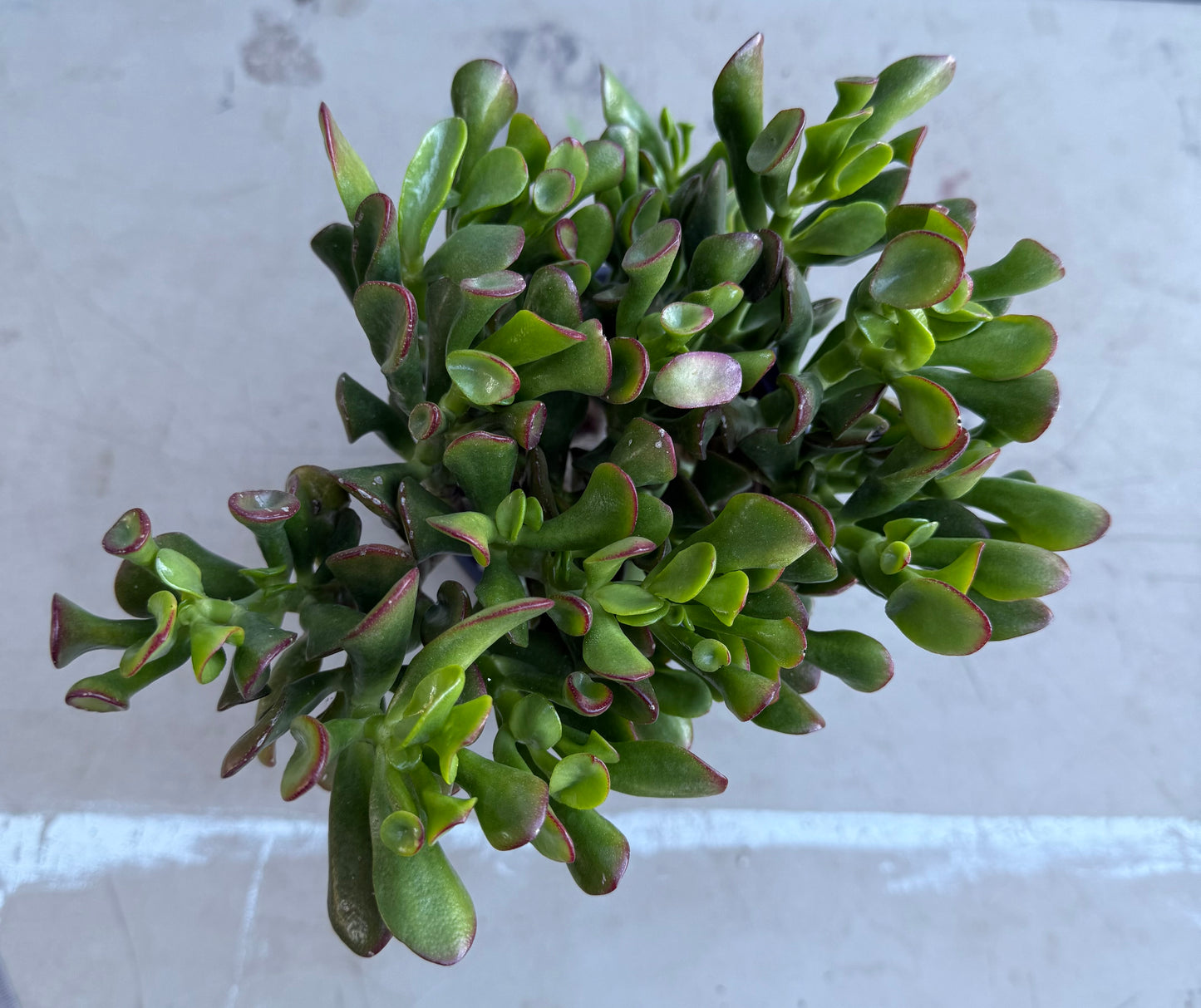 Shrek Ears Jade SH180 | Crassula Ovata