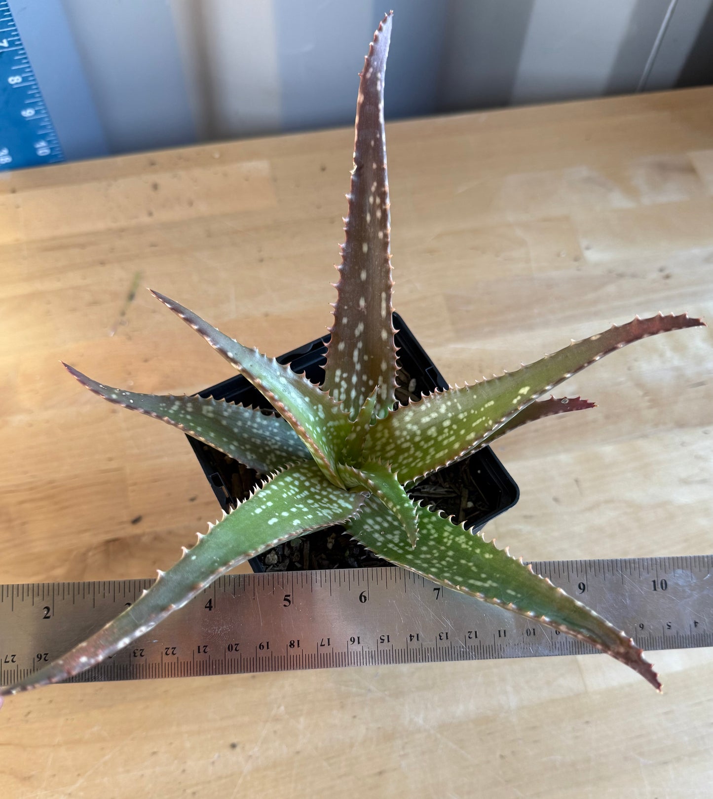 Aloe 'Cynthia Giddy' SH126