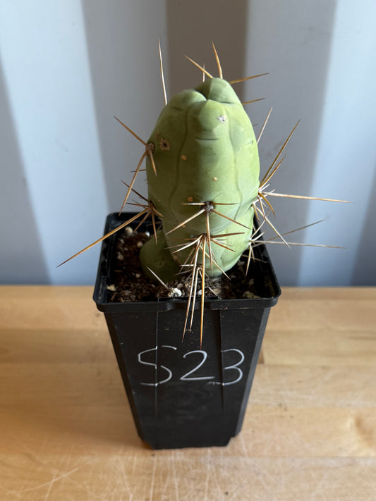 4-inch Monstrose Cactus S23