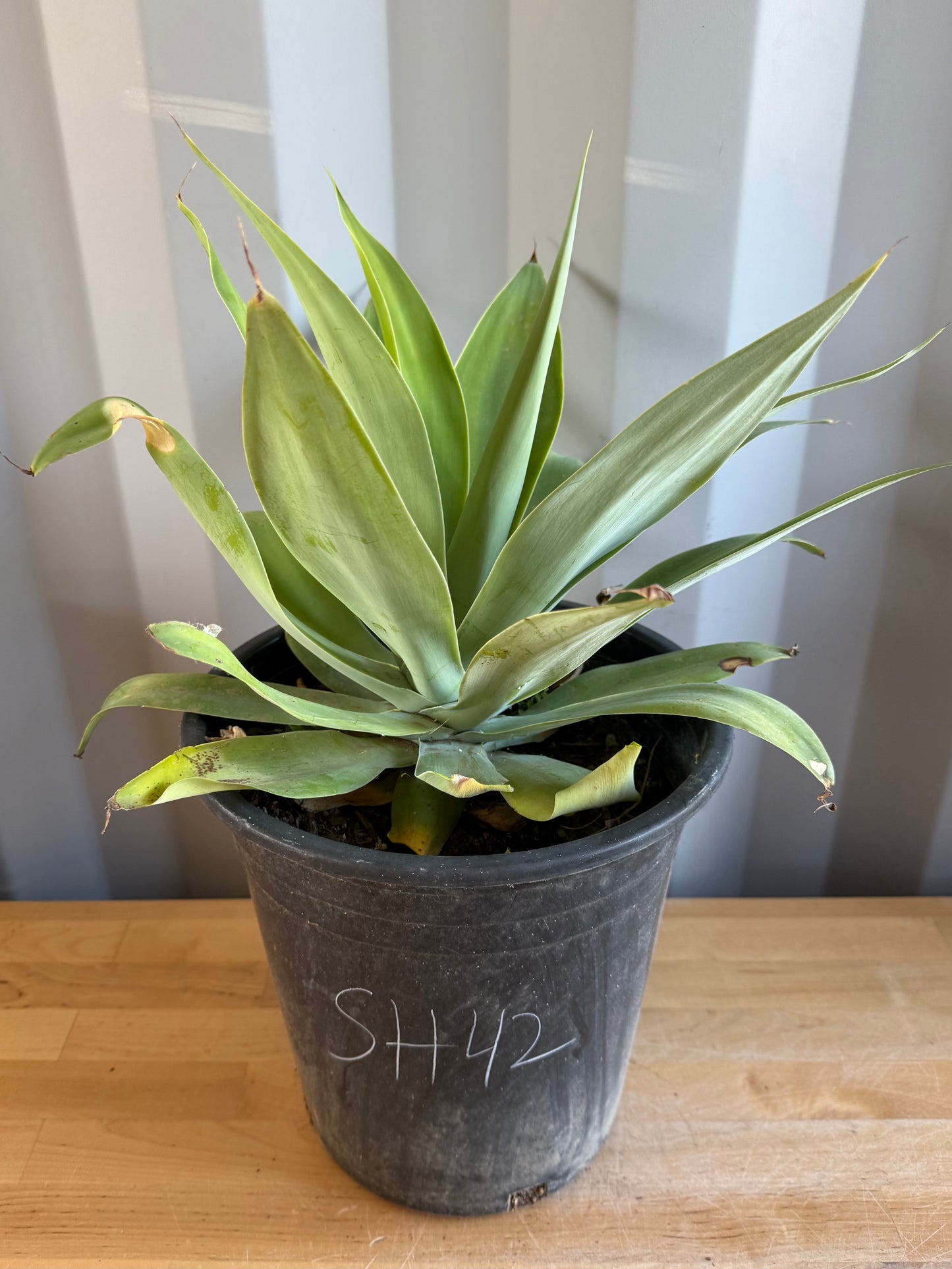 Foxtail Agave SH42 | Agave attenuata