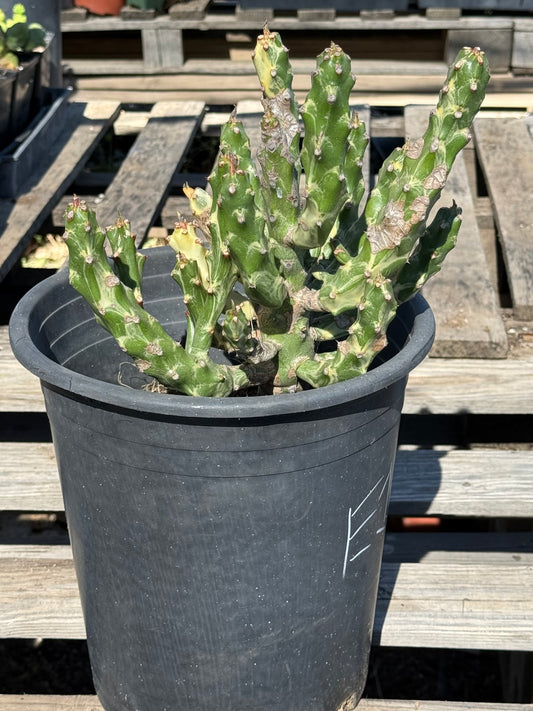 5gal Euphorbia neriifolia variegata S16 | Euphorbia Neriifolia Variegated
