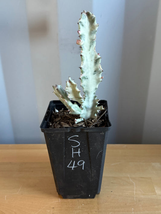 4-inch ‘Dragon Bones’ | Euphorbia lactea variegata ‘White Ghost’ SH49