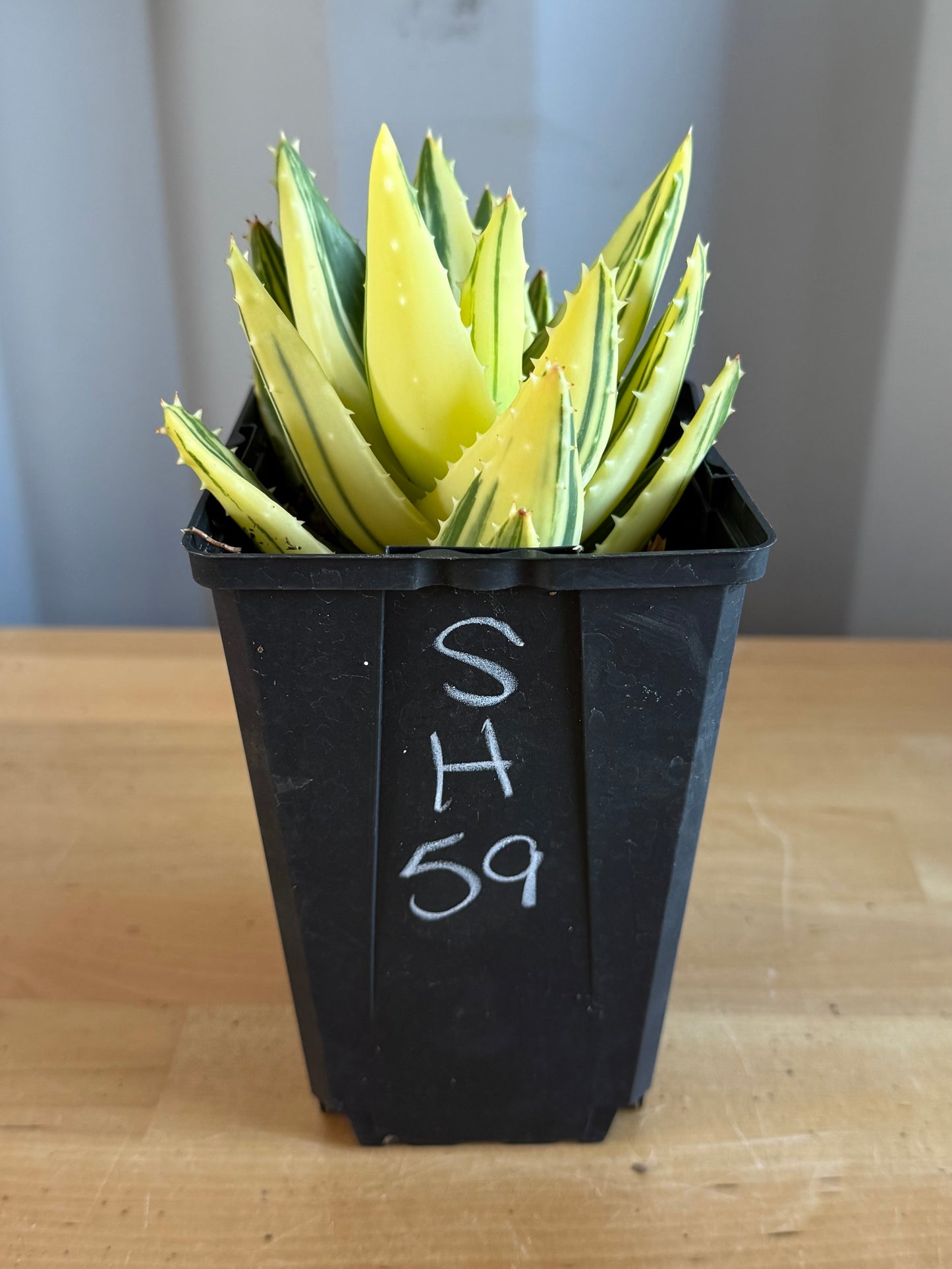4-inch Golden Toothed Aloe SH59 | Variegated Aloe nobilis