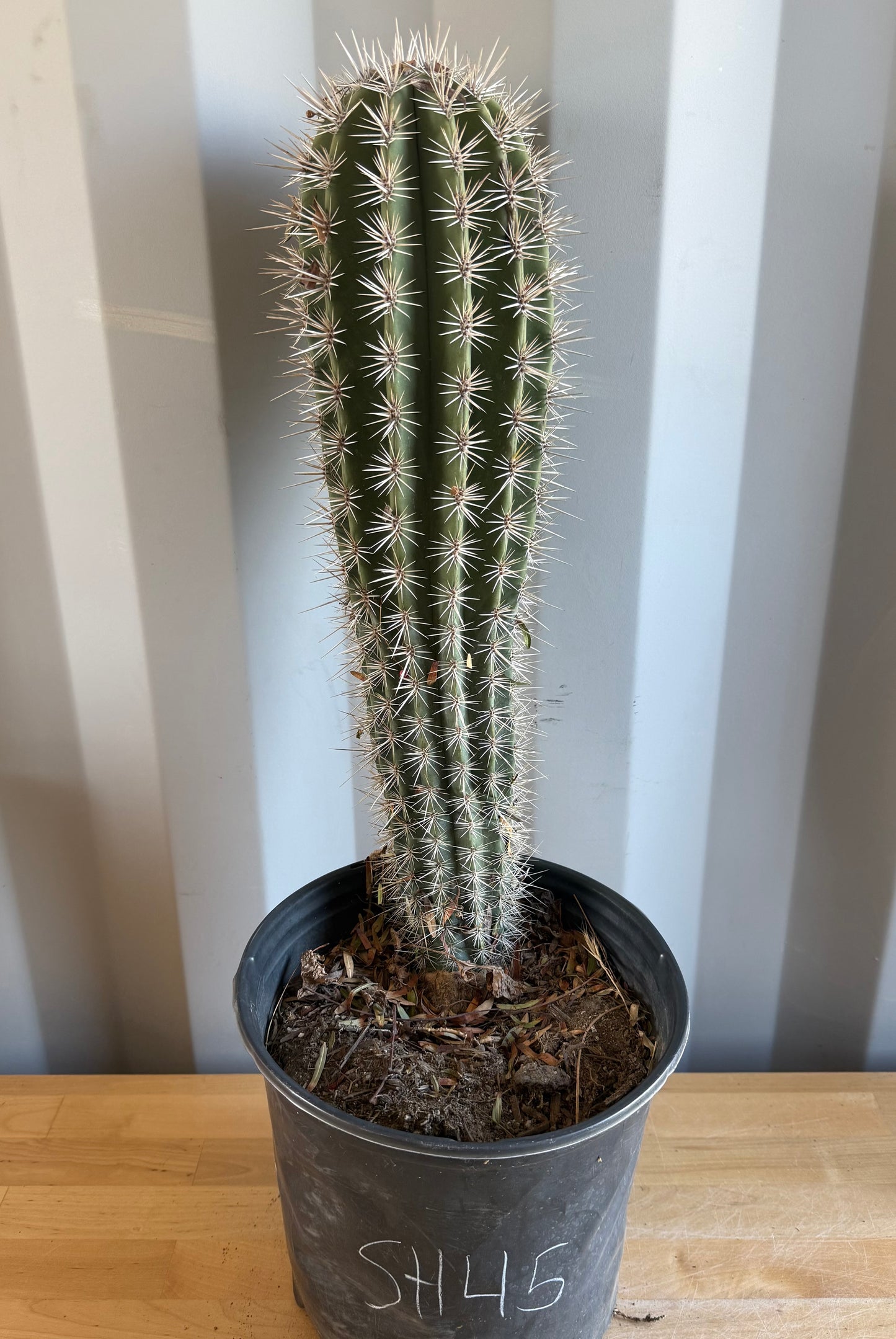 Pachycereus pringlei SH45 | Mexican Giant Cactus
