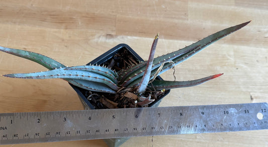 4-inch Mustache Aloe SH67 | Aloe suprafoliata