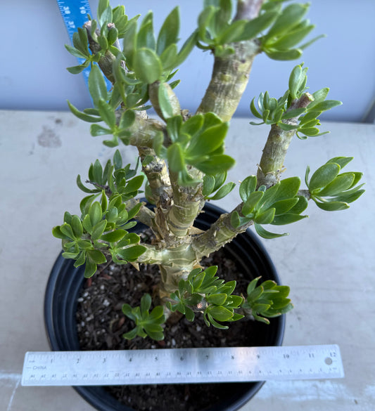 5gal Butter Tree SH183 | Tylecodon paniculatus
