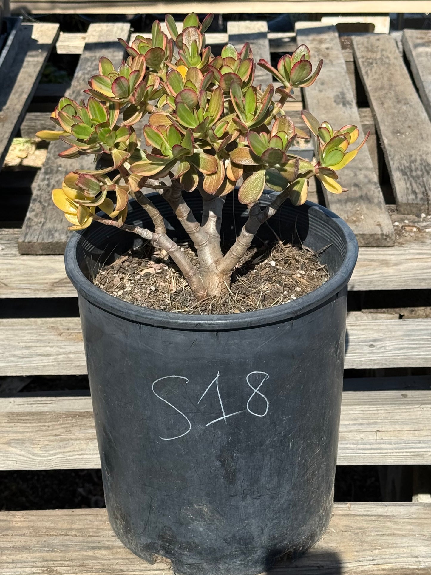 Lemon Lime Jade S18 | Crassula ovata 'Lemon & Lime'