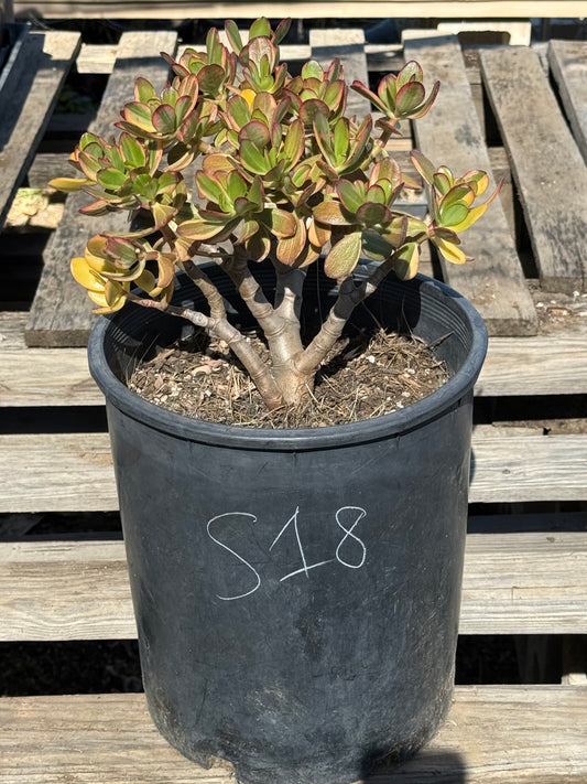 Lemon Lime Jade S18 | Crassula ovata 'Lemon & Lime'