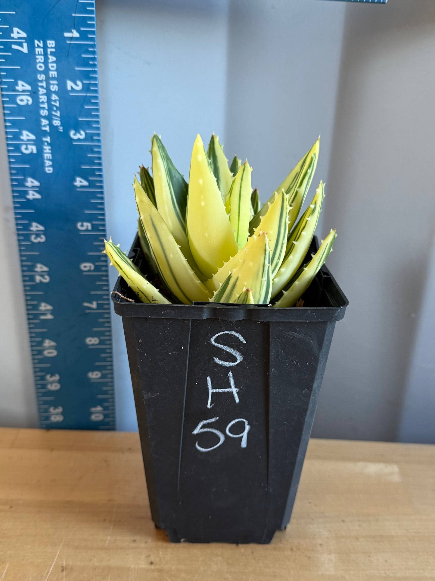 4-inch Golden Toothed Aloe SH59 | Variegated Aloe nobilis