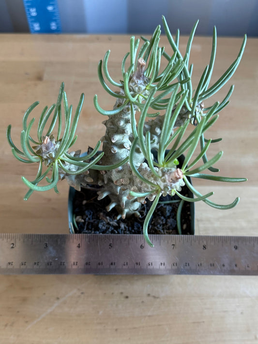 Tylecodon wallichii SH54 | Pegleg Butterbush