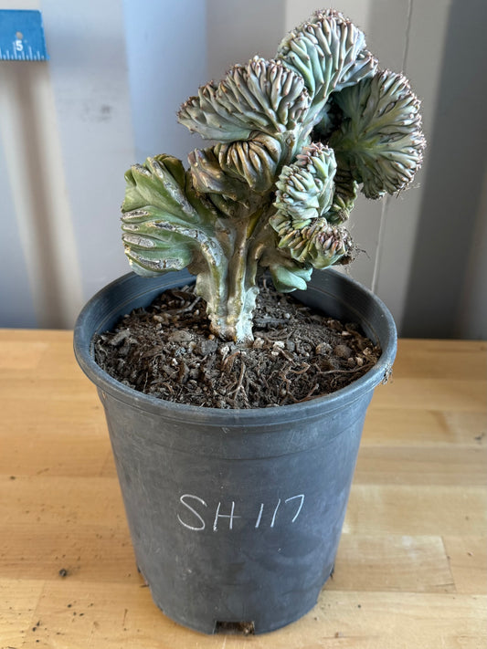 Myrtillocactus geometrizans ‘cristata’ SH117