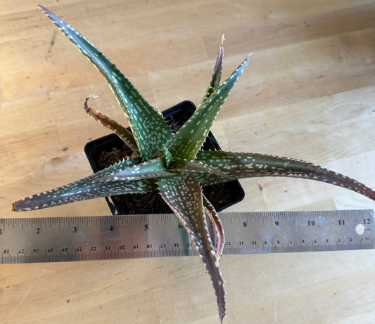 Aloe 'Cynthia Giddy' SH127