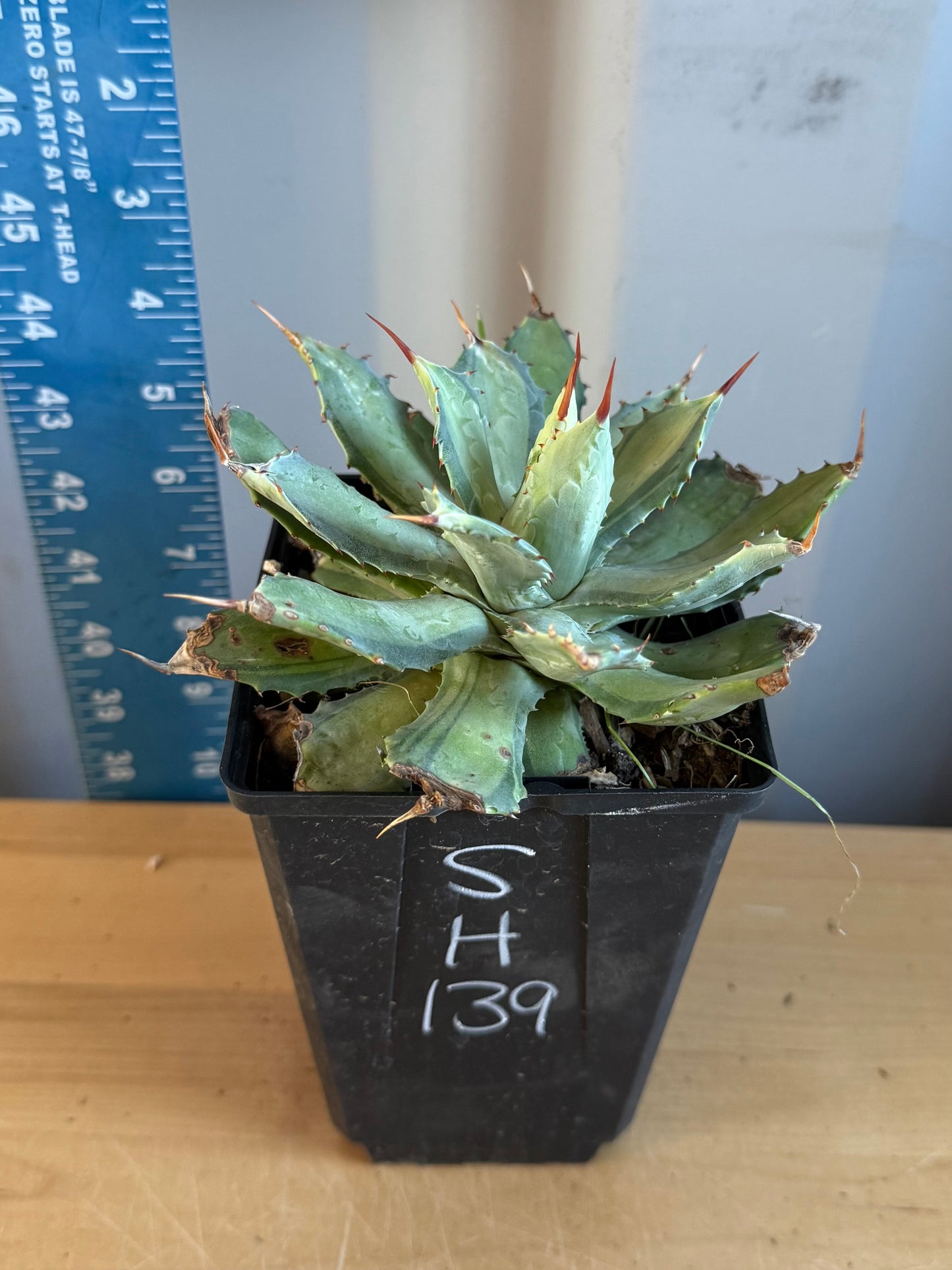 Agave isthmensis 'Becky' SH139 | Becky's Century Plant