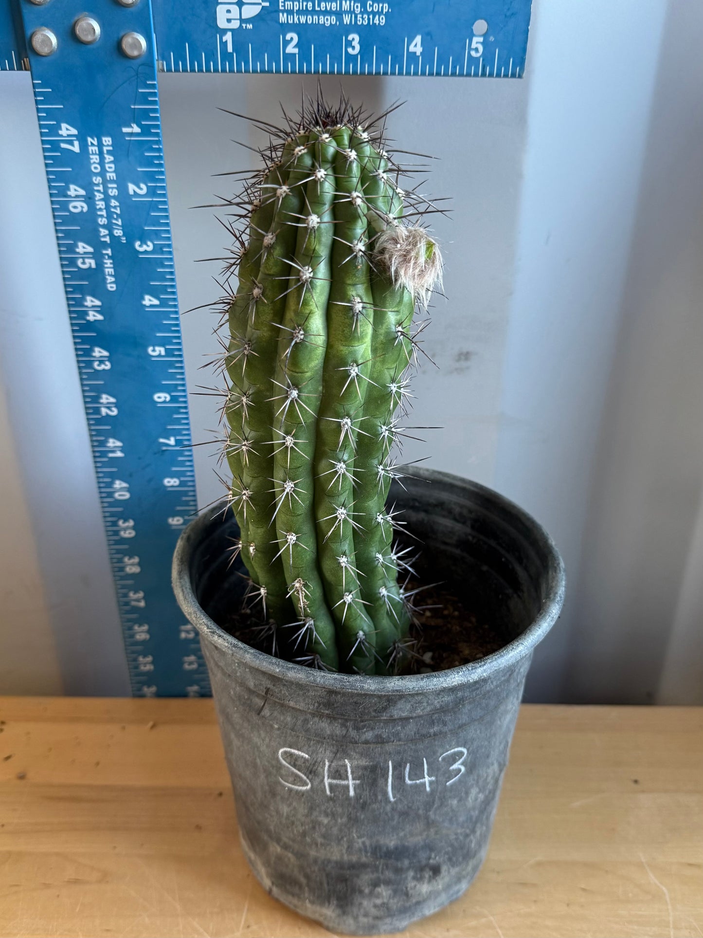 Trichocereus thelegonus SH143