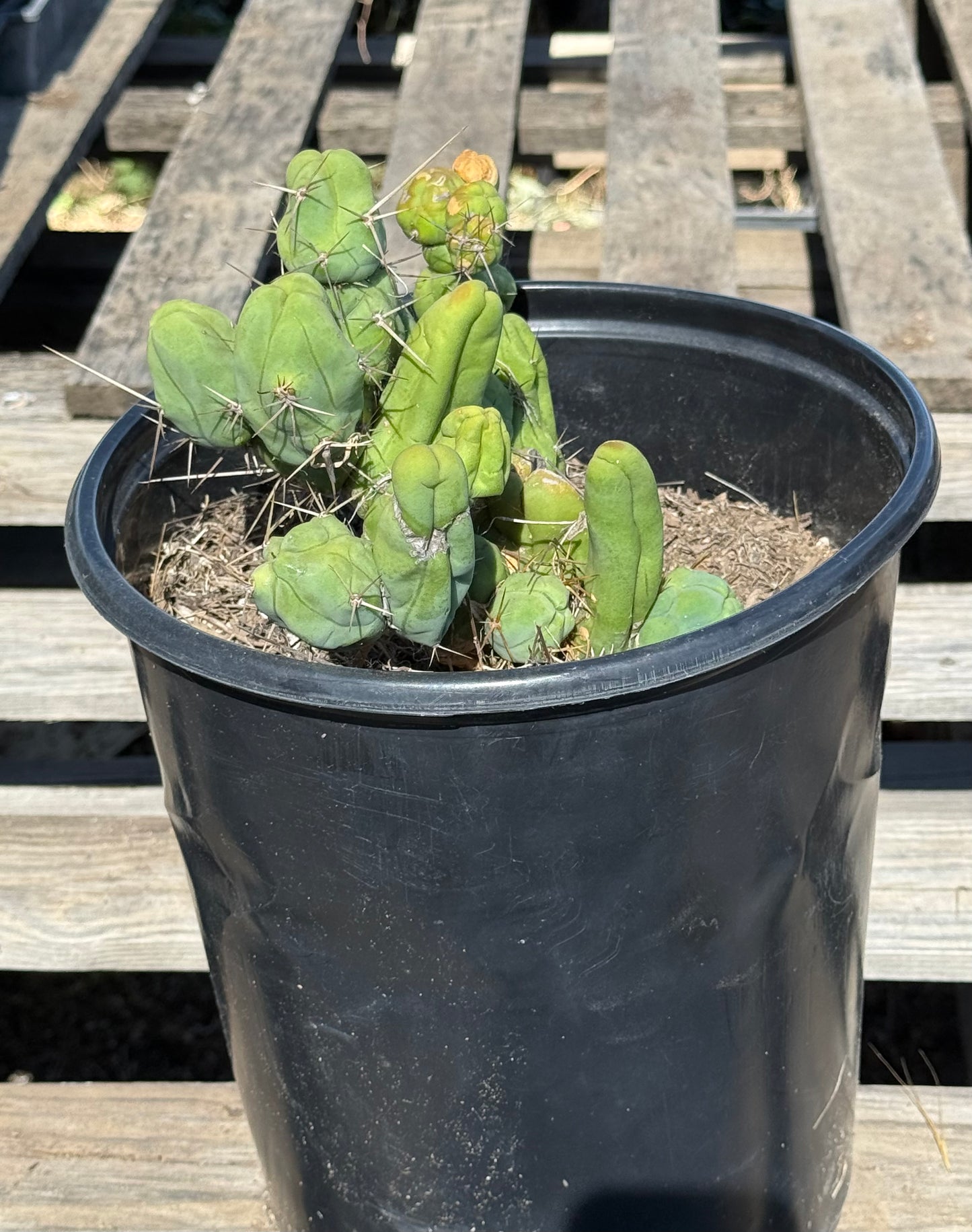 Monstrose Cactus S9