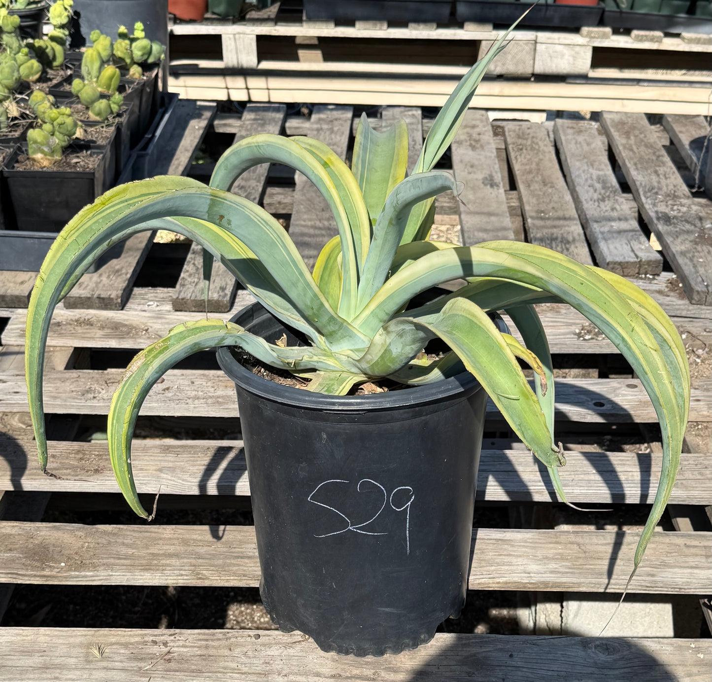 5-gal Octopus Variegated Agave S29 | Agave vilmoriniana