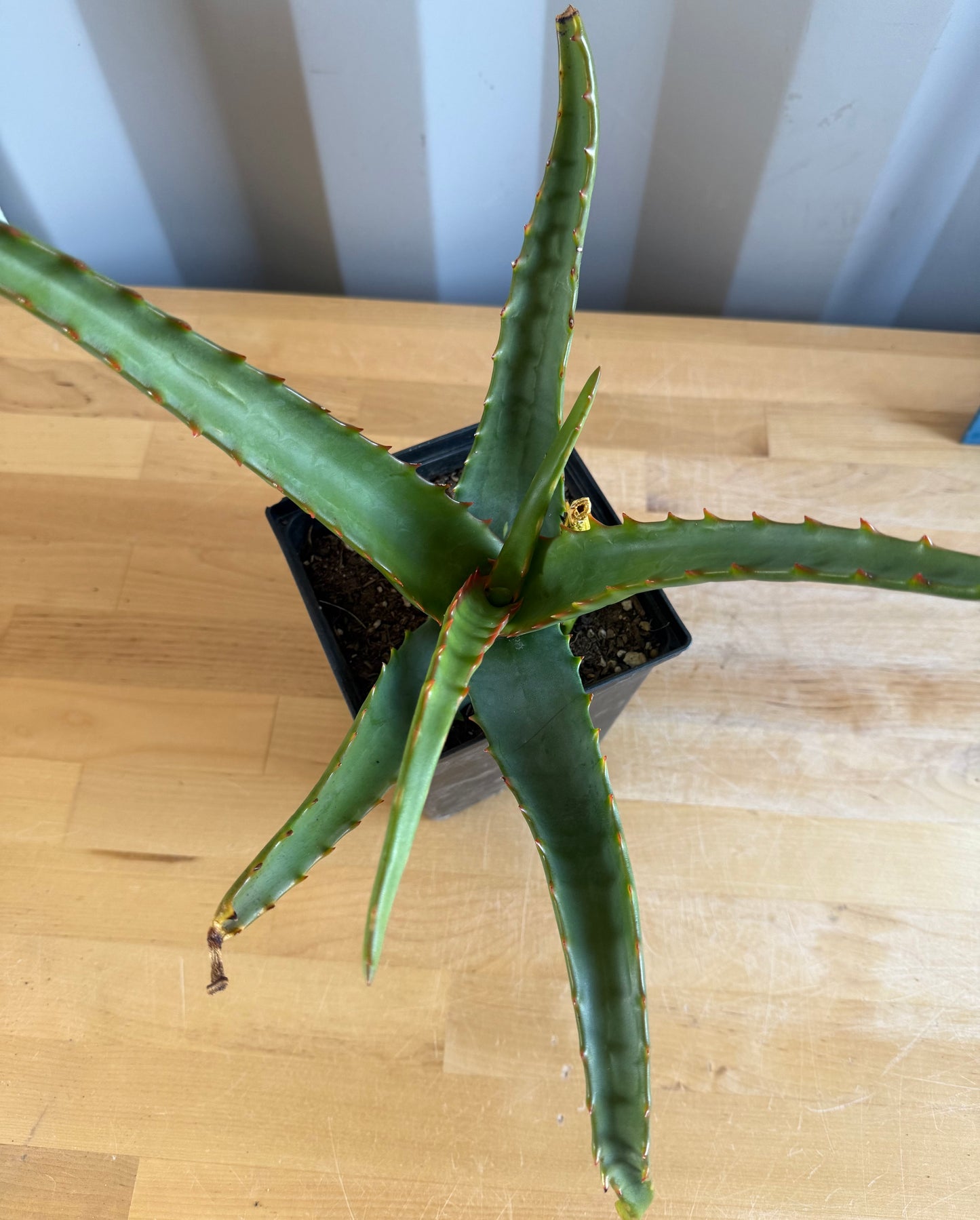 Aloe camperi SH8