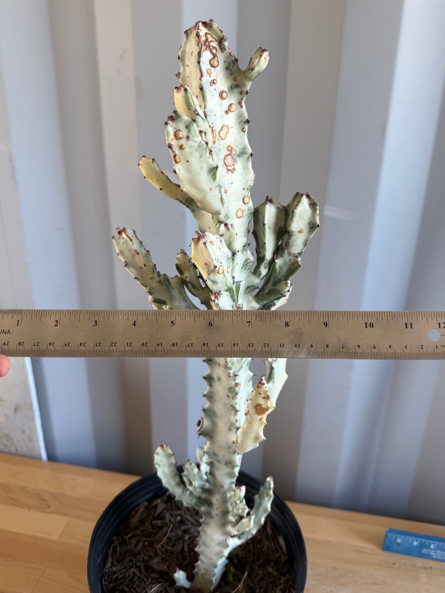 5gal ‘Dragon Bones’ | Euphorbia lactea variegata ‘White Ghost’ SH31