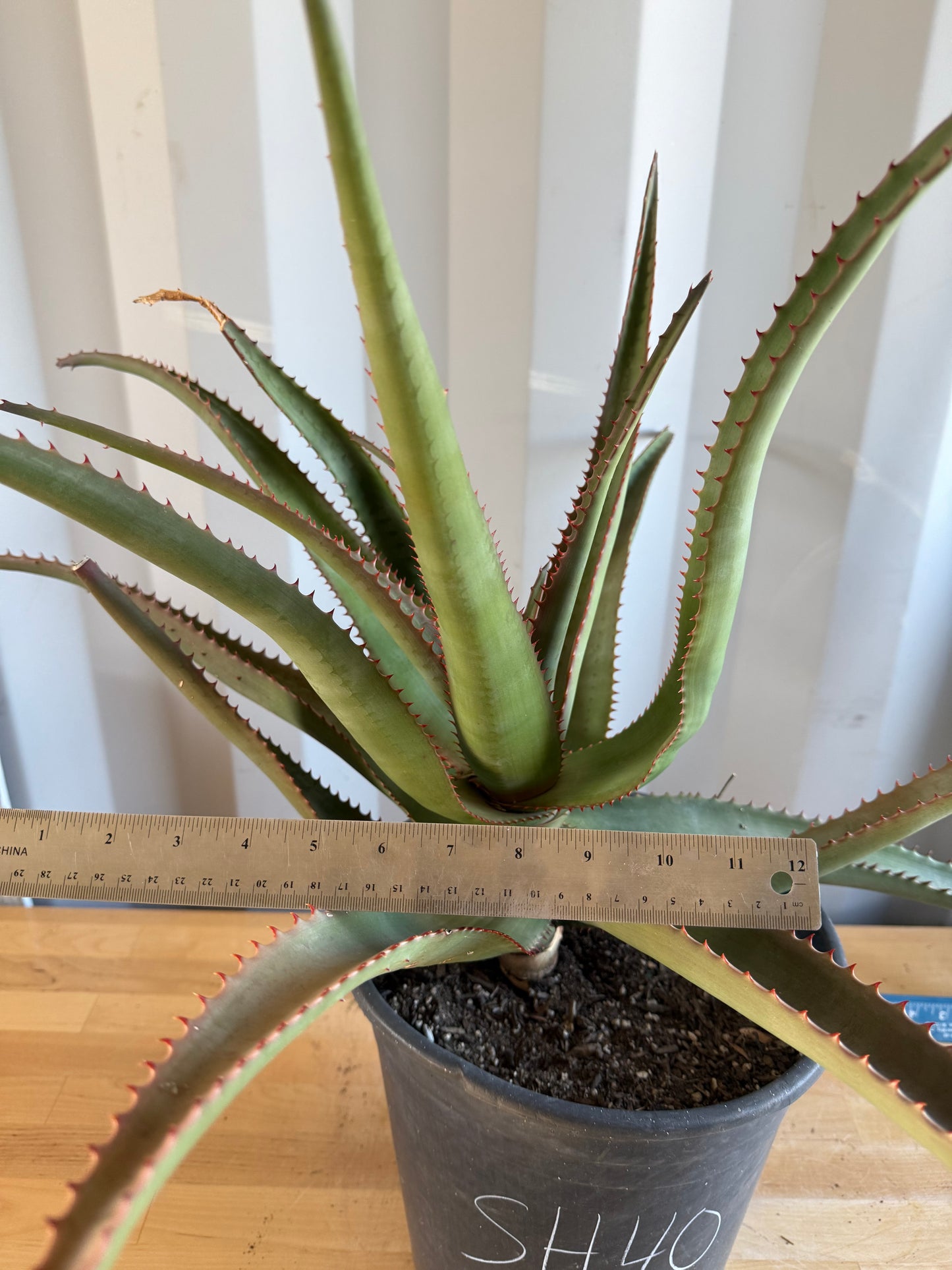 5gal Aloe rupestris SH40