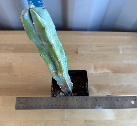 Myrtillocactus geometrizans SH12