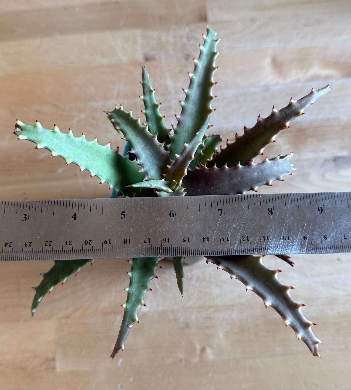 4-inch Crocodile Aloe S64