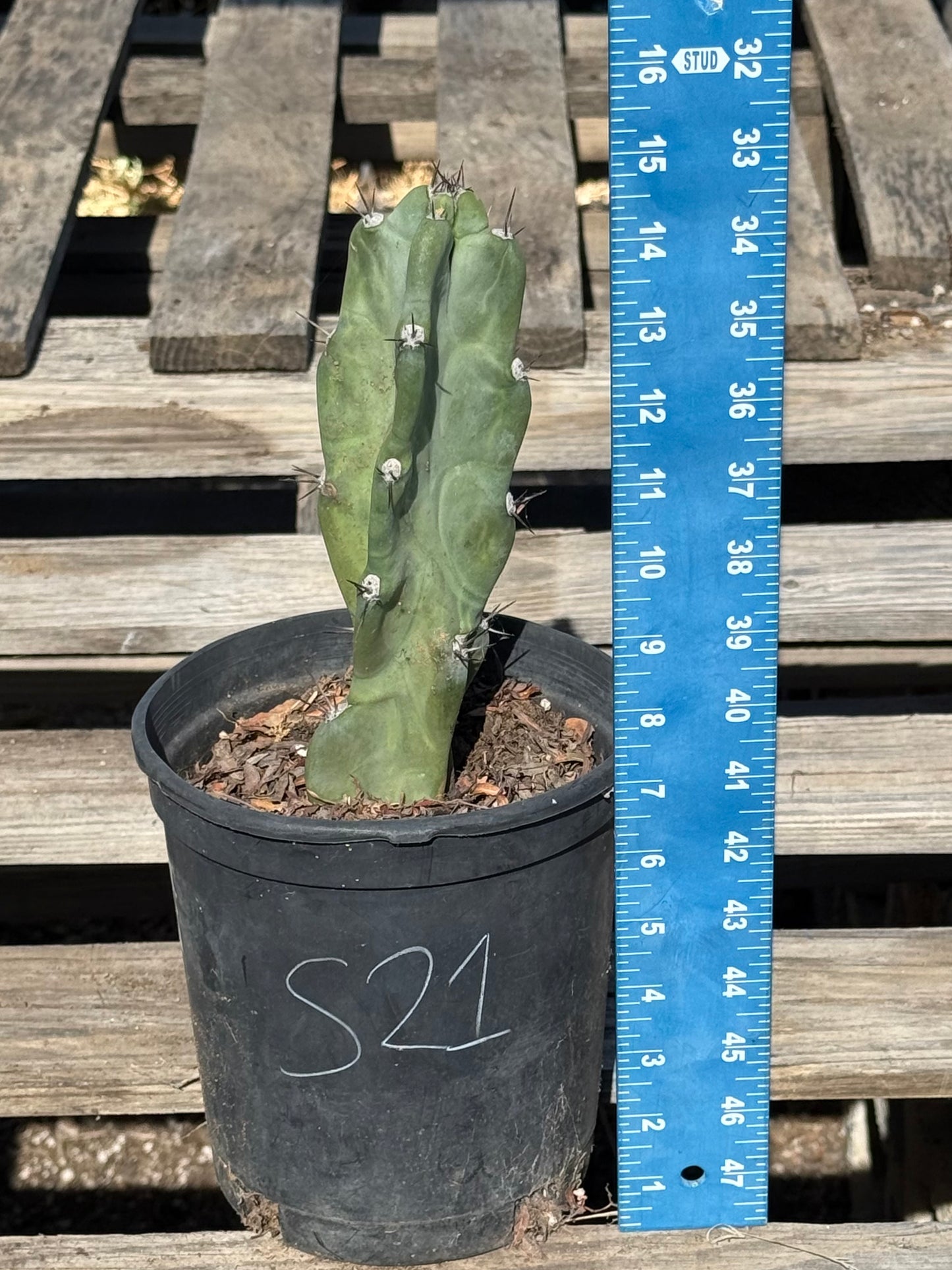 Cereus forbesii S21