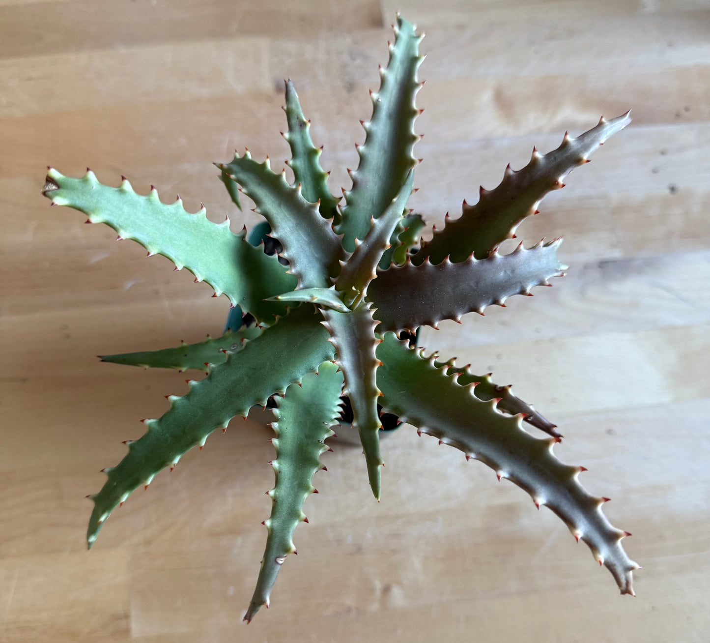 4-inch Crocodile Aloe S64
