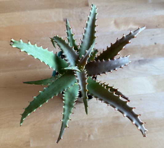 4-inch Crocodile Aloe S64
