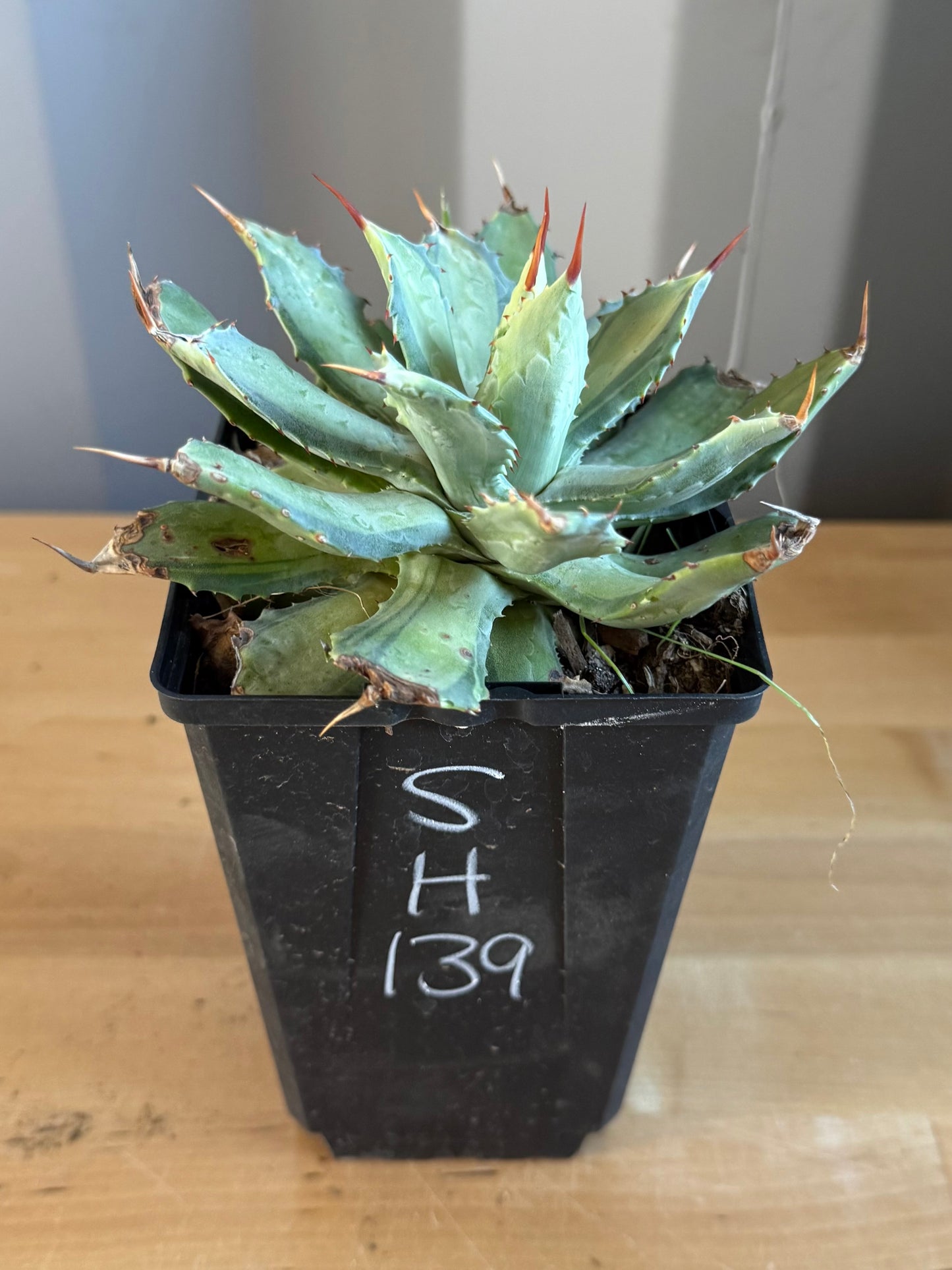 Agave isthmensis 'Becky' SH139 | Becky's Century Plant