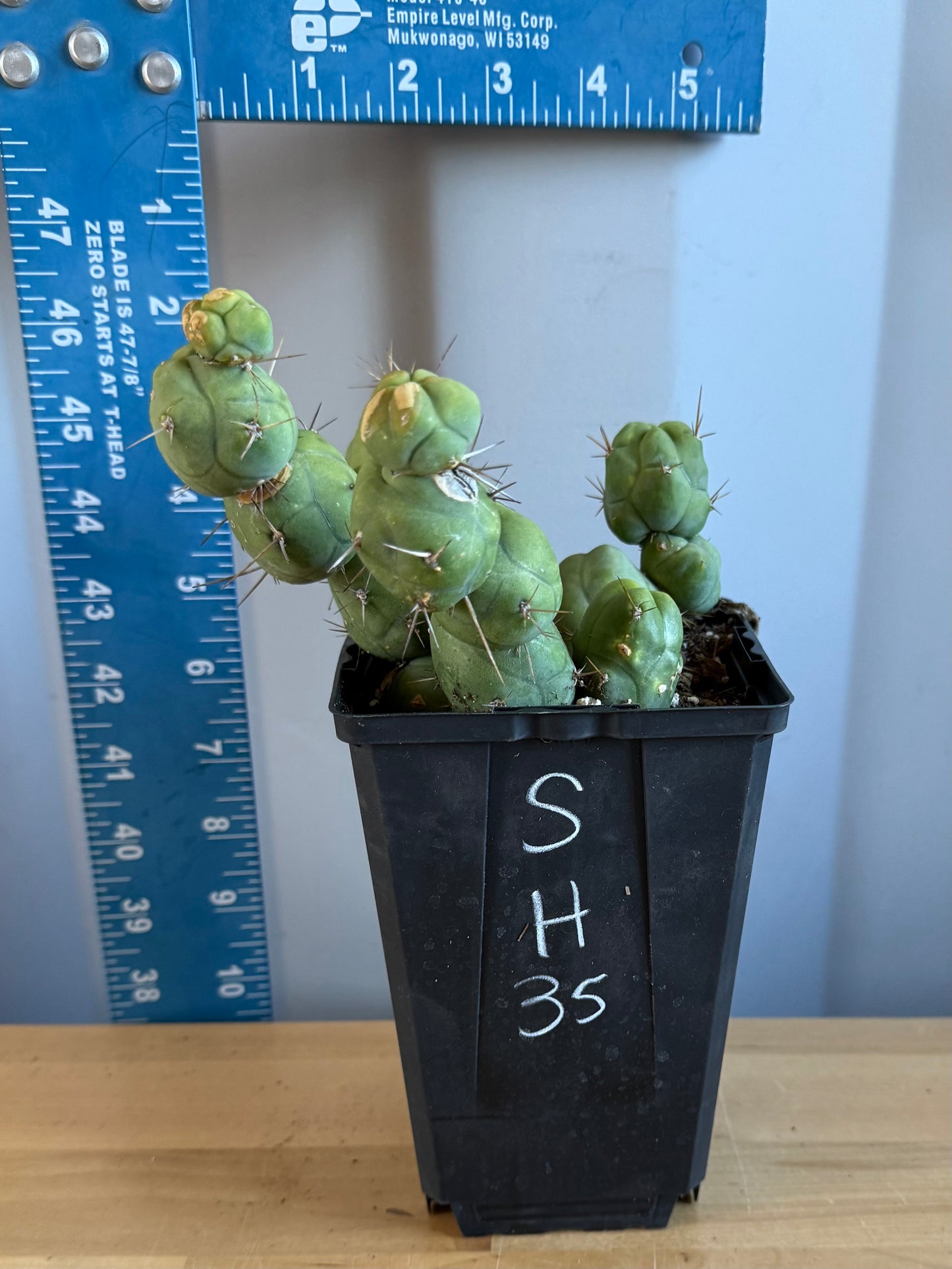 4-inch Monstrose Cactus SH35