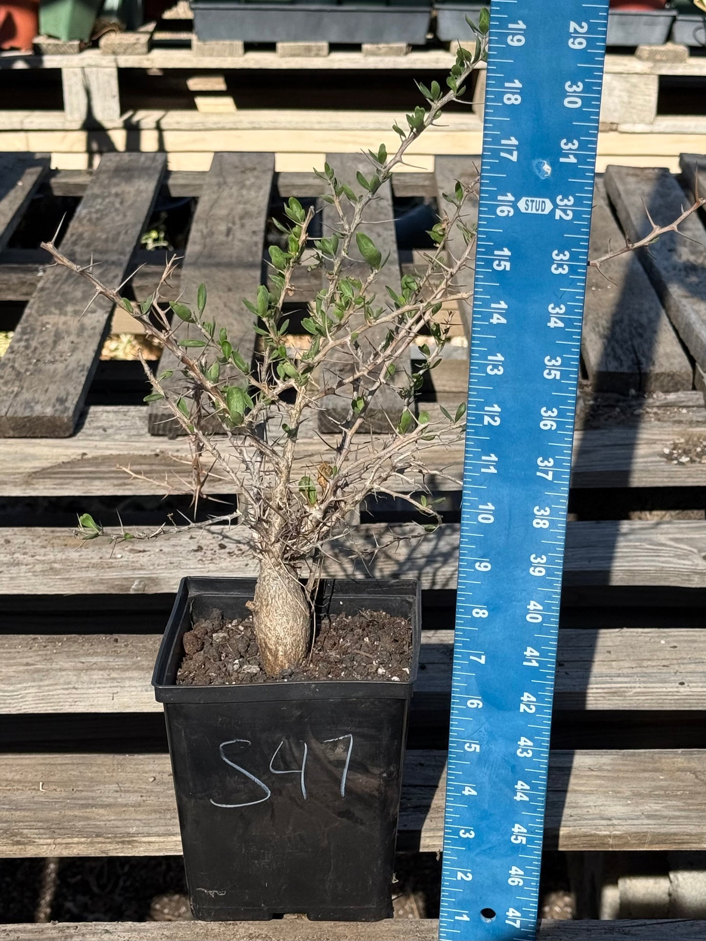 Boojum Tree S47 | Fouquieria columnaris