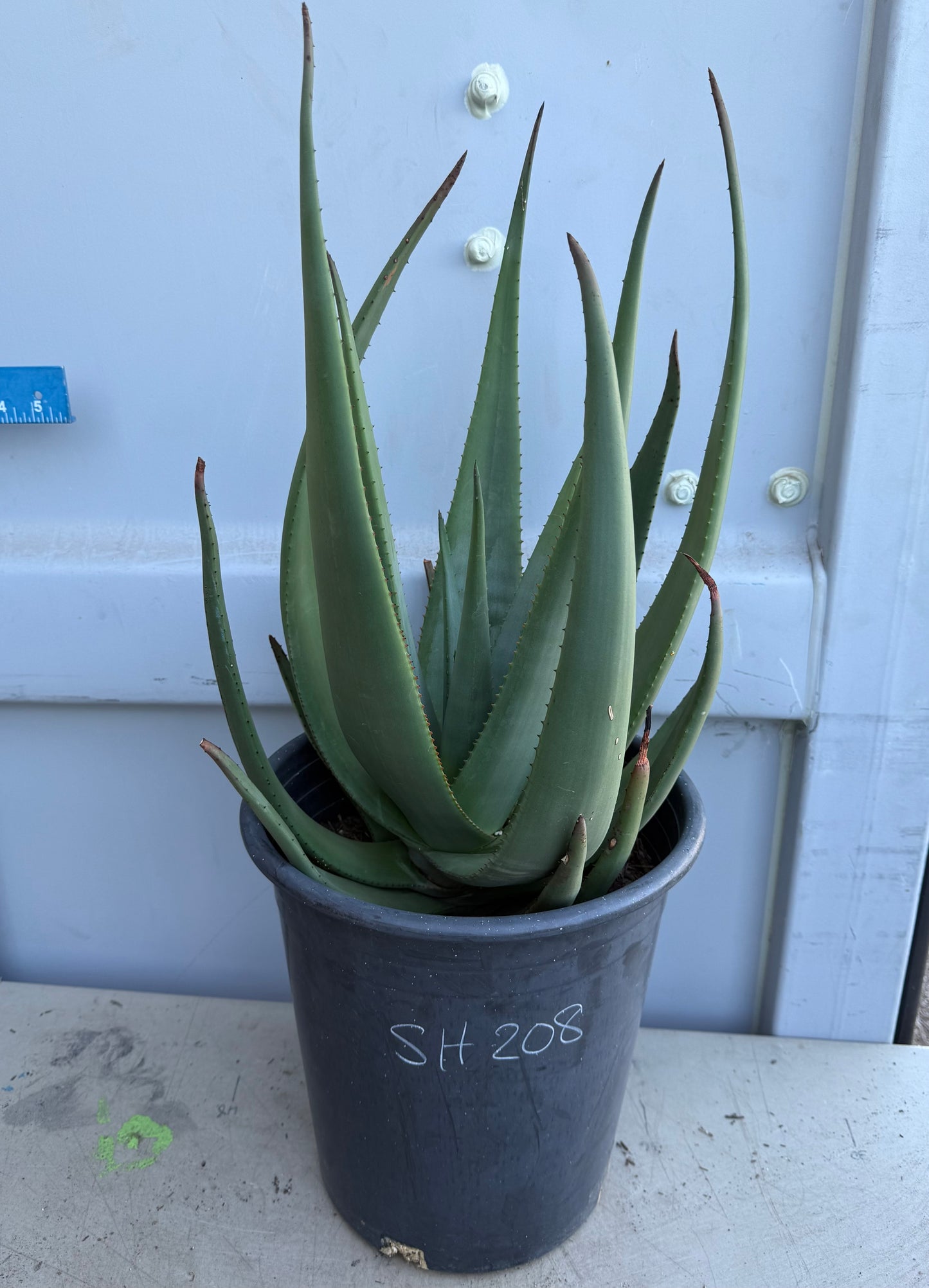 5gal Aloe Wickensii SH208