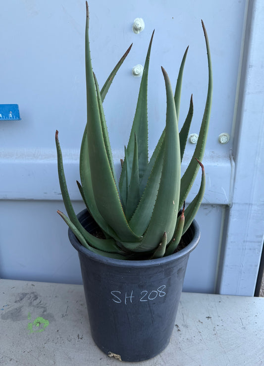 5gal Aloe Wickensii SH208