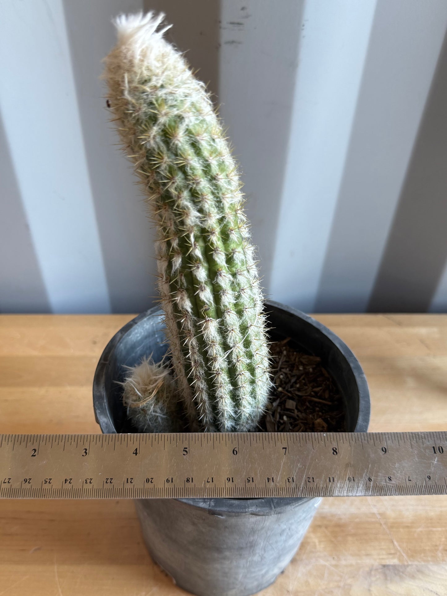 Old Man of the Andes | Oreocereus doelzianus S13