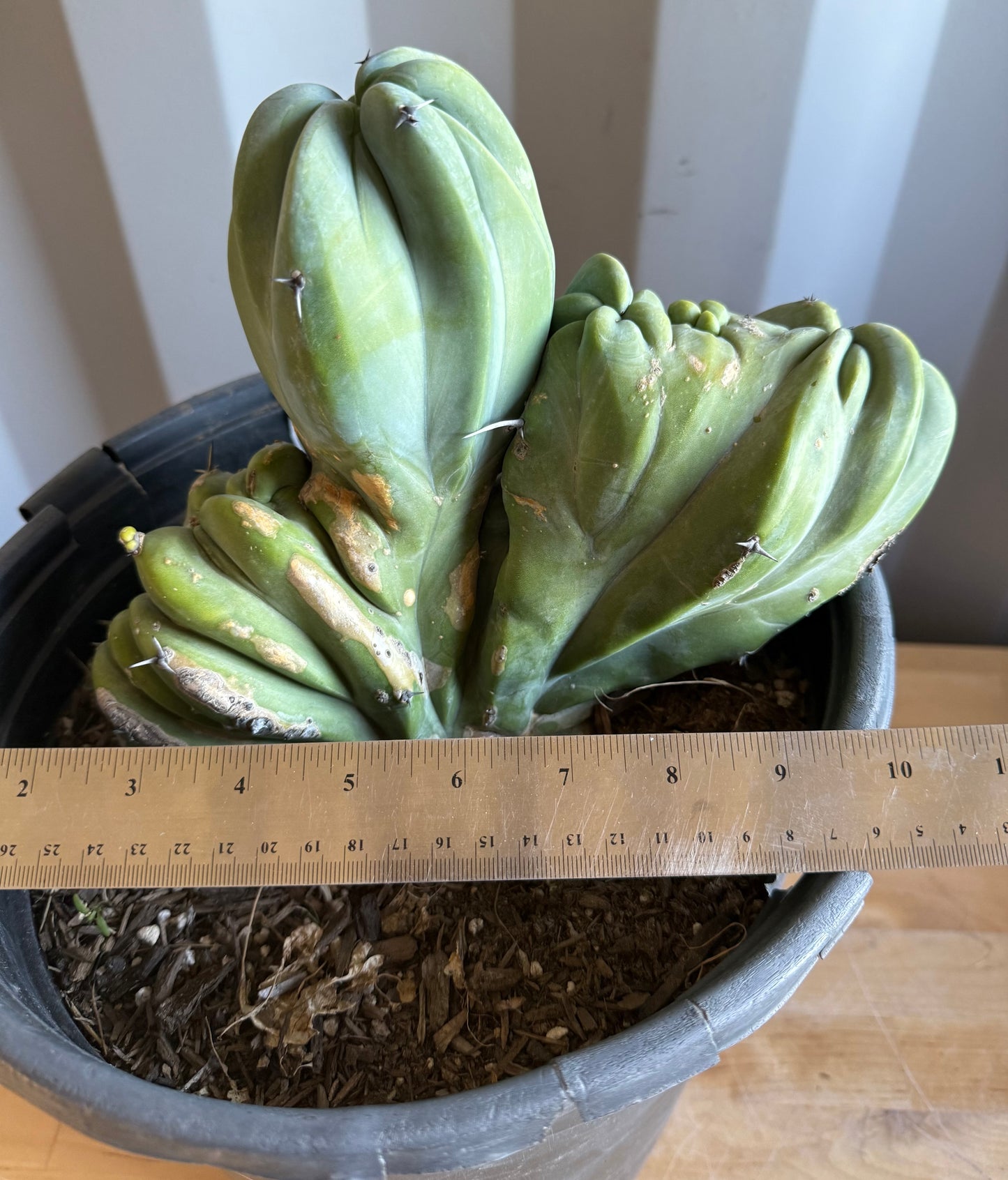 Myrtillocactus geometrizans ‘cristata’ Large Form S1