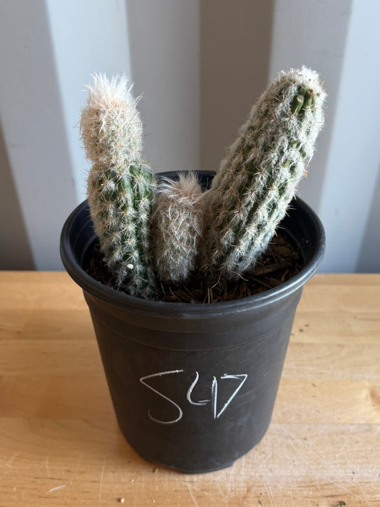 Old Man of the Andes | Oreocereus doelzianus S47