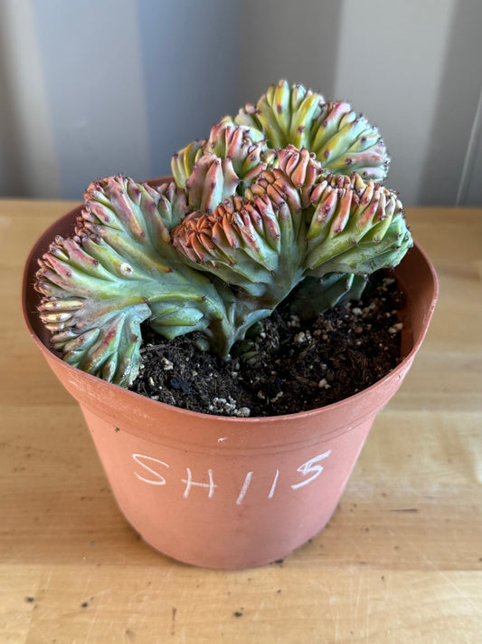 Myrtillocactus geometrizans ‘cristata’ SH115