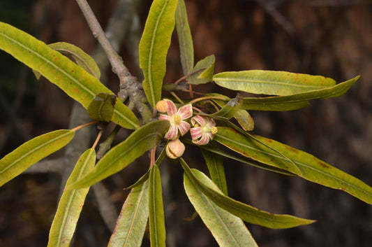 Brachychiton rupestris 5g