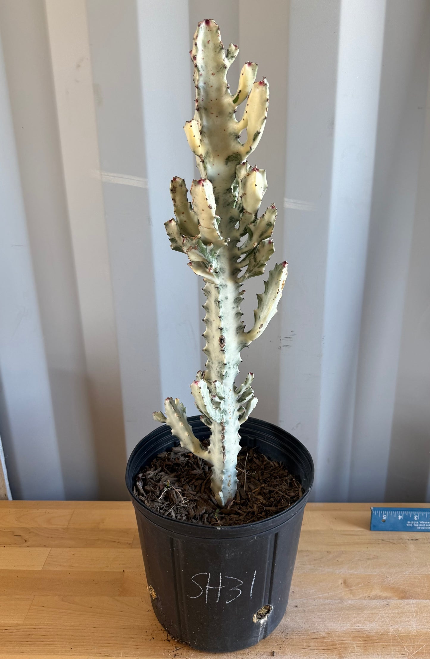 5gal ‘Dragon Bones’ | Euphorbia lactea variegata ‘White Ghost’ SH31