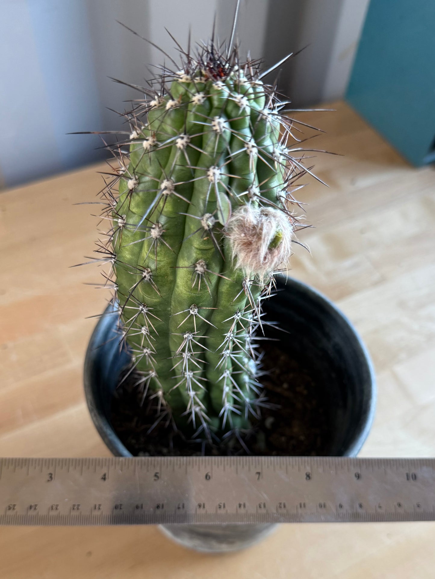 Trichocereus thelegonus SH143