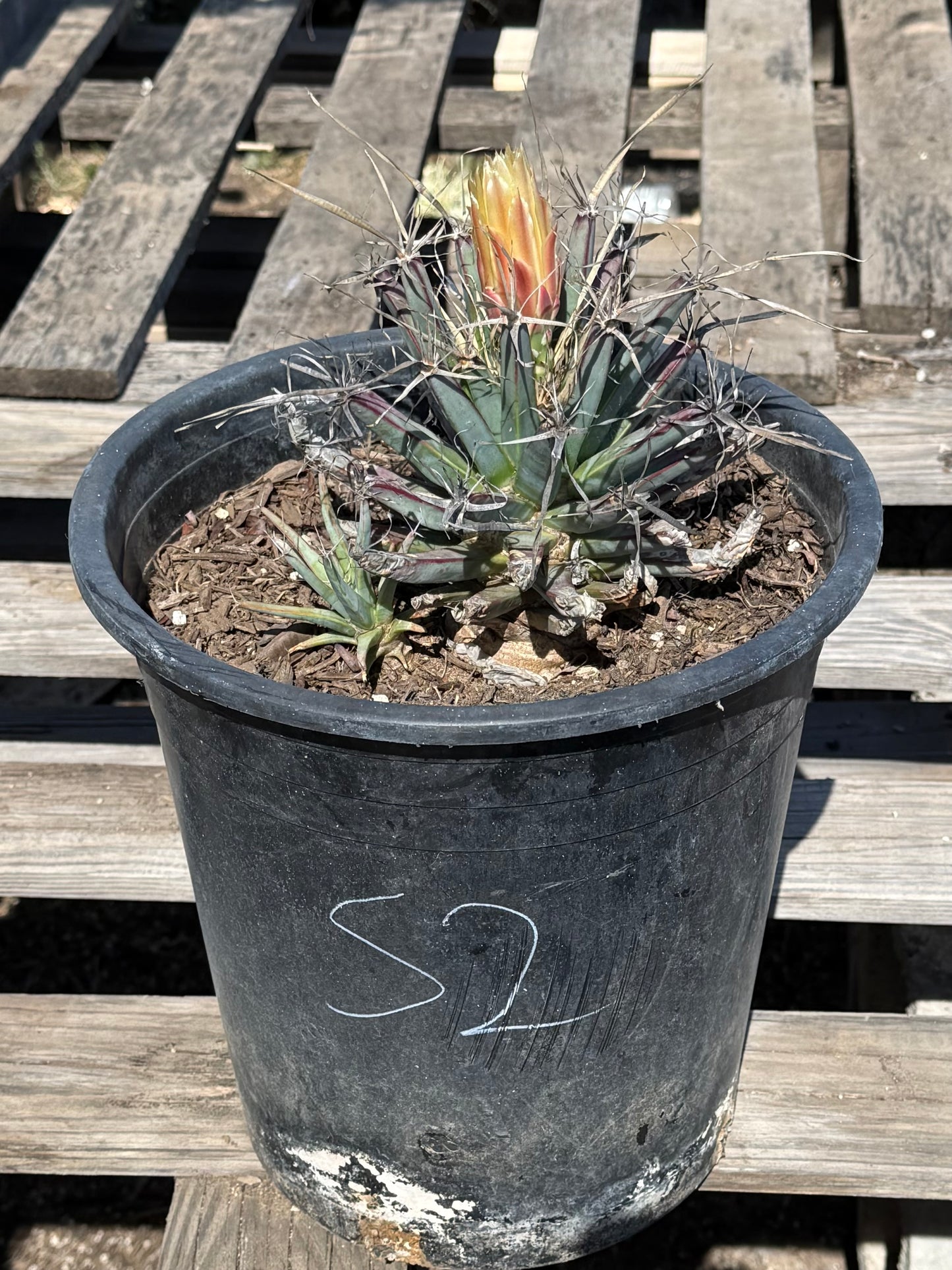 Leuchtenbergia principis S2 | Agave Cactus
