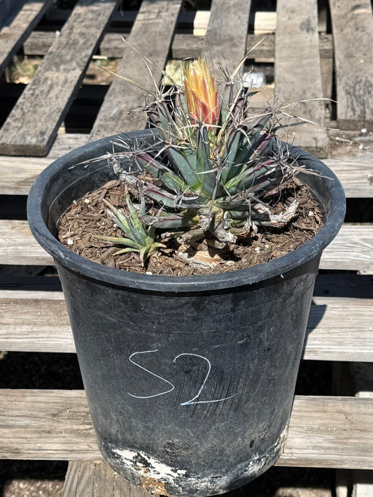 Leuchtenbergia principis S2 | Agave Cactus
